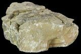 Unprepared, Forked Walliserops Trilobite - Foum Zguid, Morocco #106883-4